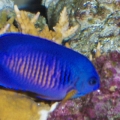 Coral Beauty