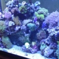 Tony_s_tank_009_Comp