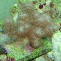 new corals