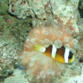 clown-anemone