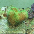new corals