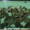 new corals