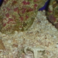 Different Pics