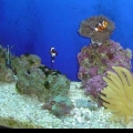 Different Pics