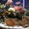 oceanic bio-cube 24gal.