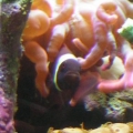 A sea monster and its best friend
