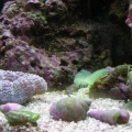 Oct_27_fisheees_006
