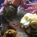 Oct_27_fisheees_008