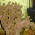 Leather Coral