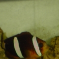 Clown fish