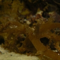 Soft Pink-Brown Coral