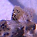 dragonette_1_2_1