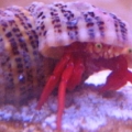 hermit_1_1_1