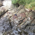 duck_07_spill