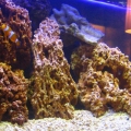 Our 75g fish and reef tank / Nov 2007