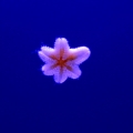 Small white starfish