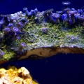 Just a piece of LR with Purple Button Polyp Coral