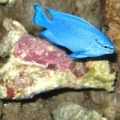 Another damsel
