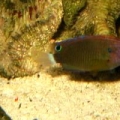 Damsel #3