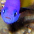 Bi-color pseudo