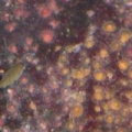 anemonesmall