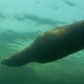 seal_small