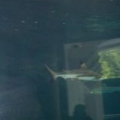 shark_small