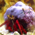 Hermit Crab "Mario"