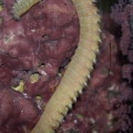 Big Bristleworm