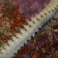 Big Bristleworm