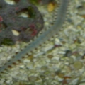 Bristleworm in 45 gal tank