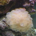 Bubble