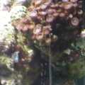 Button Polyps
