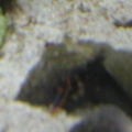 Crabby Crabs