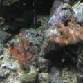 Kenya Tree and Leather Frags
