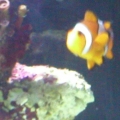Lonely Clown