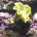 Torch, Leather, and Frogspawn