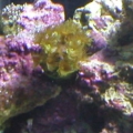 Yellow Polyps