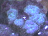Mushrooms
