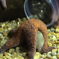 Atlanta Aquarium