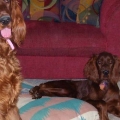 First two Irish Setters (3 now)