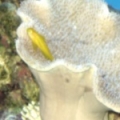 Clown_goby_in_leather