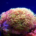 My beutiful green star polyp coral