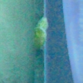 Unknown Snail...