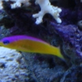 Pseudochromis