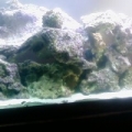 my new 75wide tank