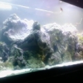 75gal2