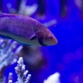 Wrasse
