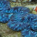 more clams