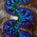 more clams